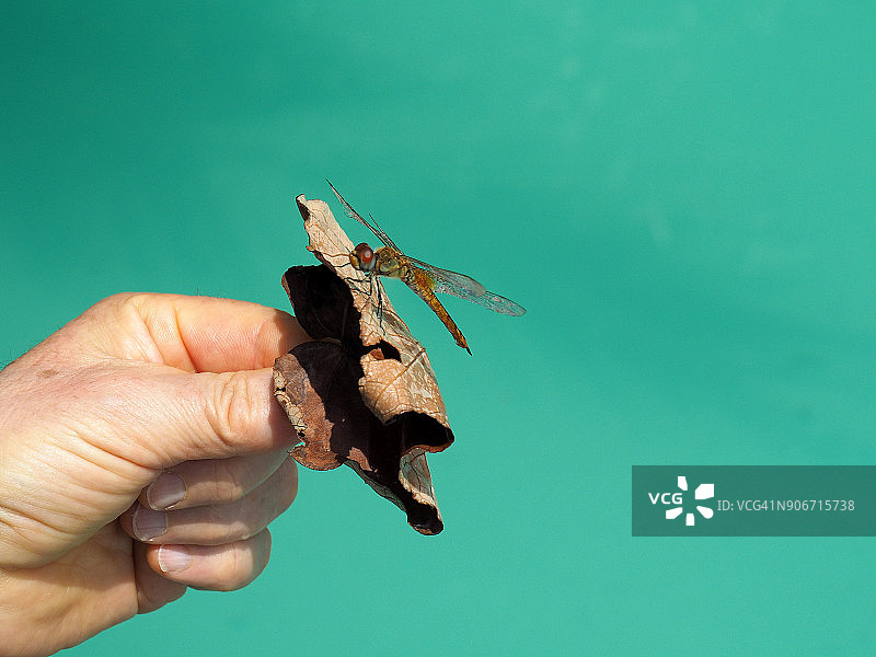 一只掉进游泳池的蜻蜓正在被营救图片素材