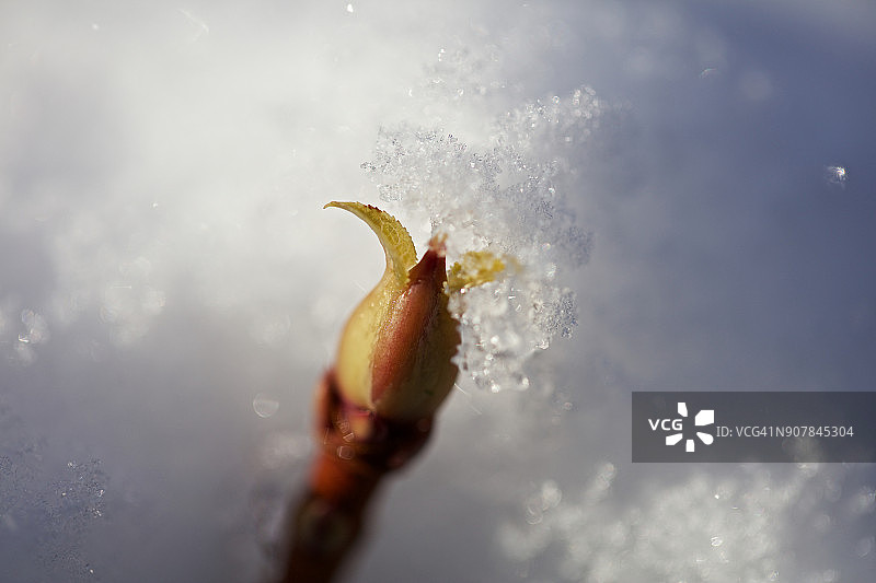新花蕾在雪中突出图片素材
