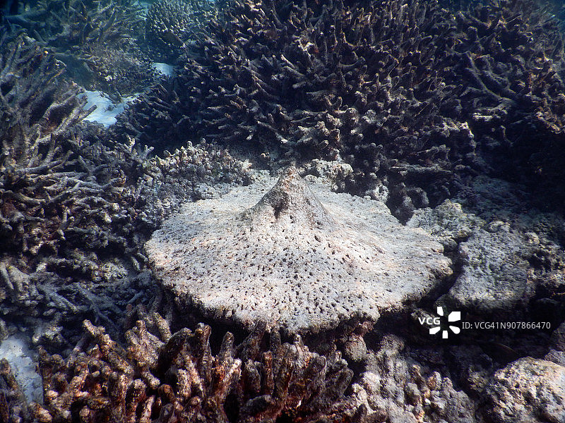 死疣珊瑚图片素材