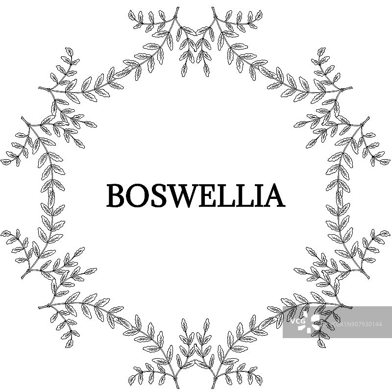 彩色的Boswellia, lm16 -3图片素材