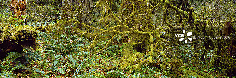 全景图的老生长雨林显示蕨类和苔藓生长在树上。图片素材