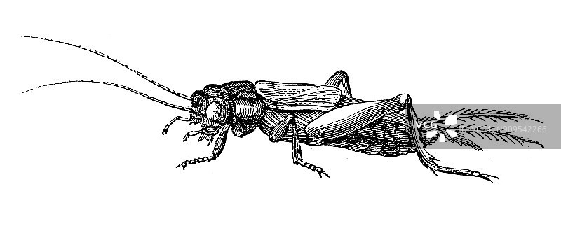 田野蟋蟀(gryllus domesticus)图片素材