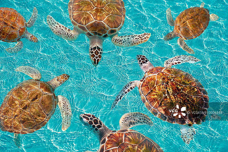 加勒比的里维埃拉玛雅海龟图片素材