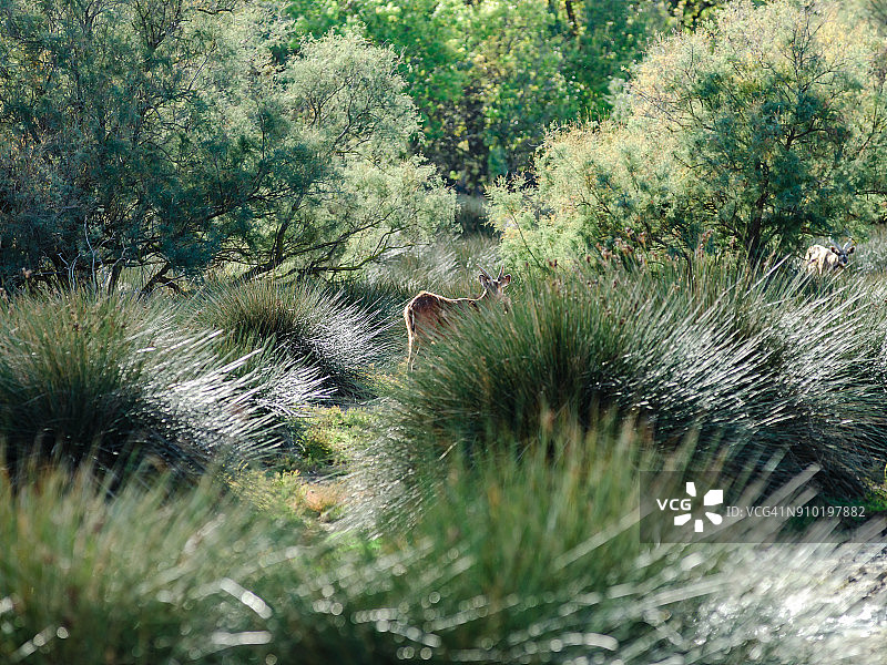 年轻的休闲鹿在狩猎公园，西辛，晴朗的一天，法国图片素材