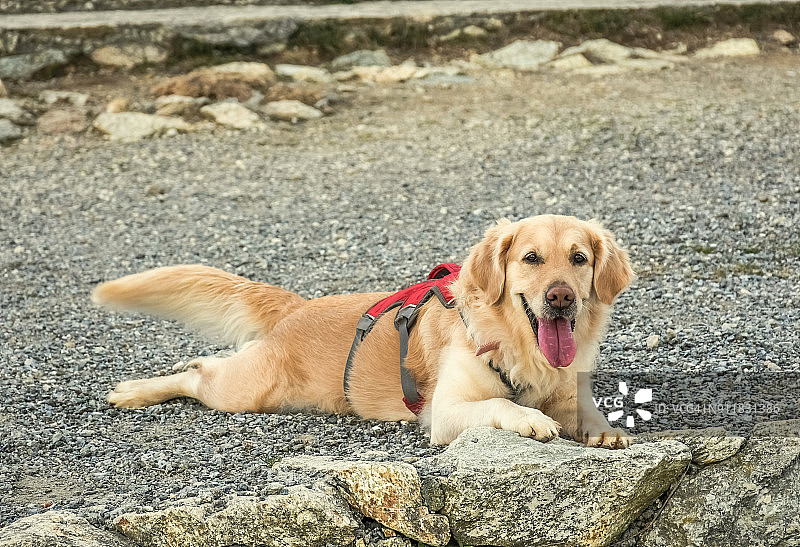纯种母金毛猎犬躺在红色的安全带和疲惫的长途行走图片素材
