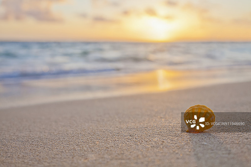 一种罕见的橘黄色夏威夷日出扇贝，也被称为Pecten Langfordi，日出时在海滩的沙子上图片素材