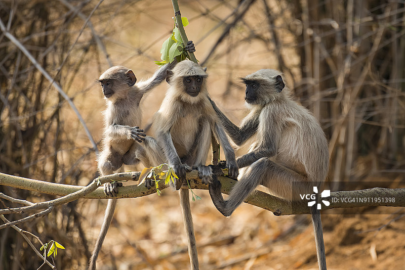 三只哈努曼叶猴坐在树枝上图片素材