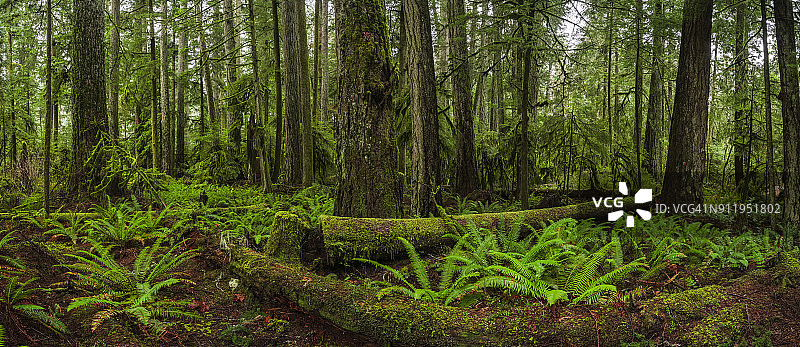 大教堂格罗夫郁郁葱葱的雨林，麦克米伦省公园，温哥华岛图片素材