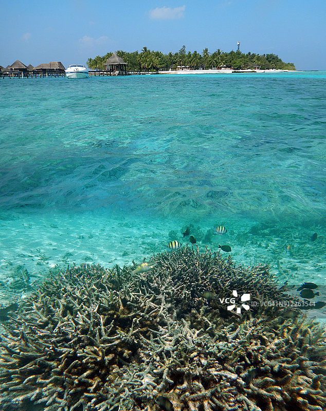 小热带鱼和军士长鱼在马尔代夫礁湖图片素材