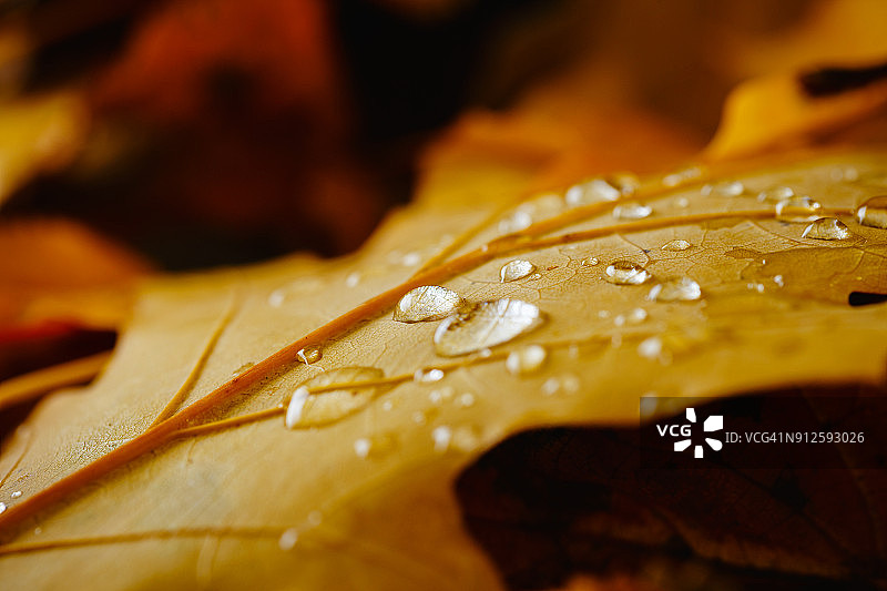 雨滴落在秋天的黄叶上图片素材