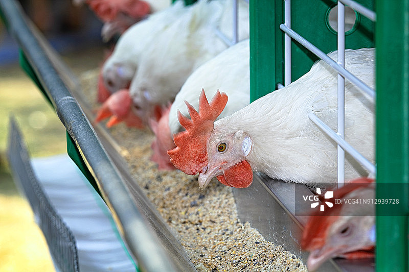 家禽饲养场饲养着白鸡图片素材