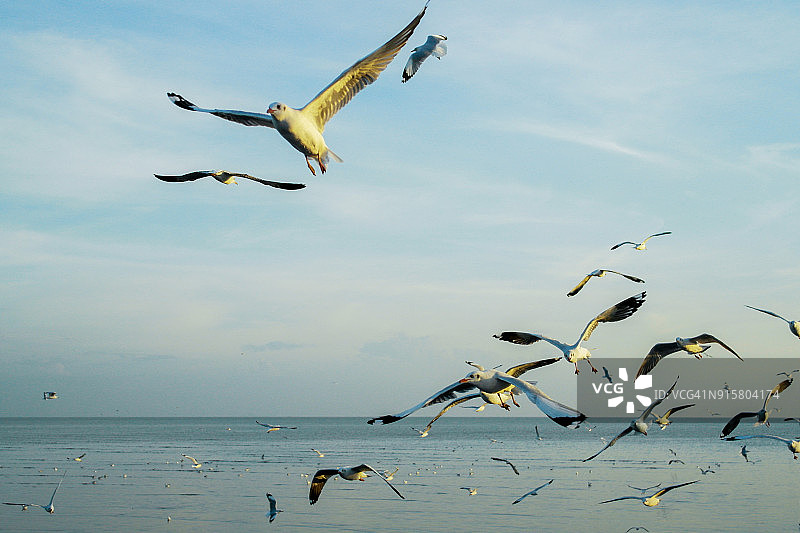 海鸥在海面上飞翔图片素材