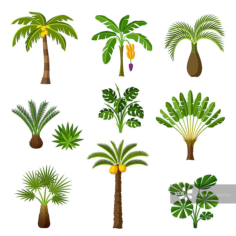 热带棕榈树。奇异的热带植物，丛林自然的插图图片素材