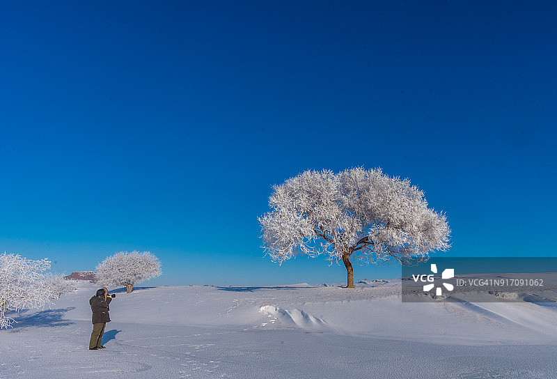 树有雪图片素材