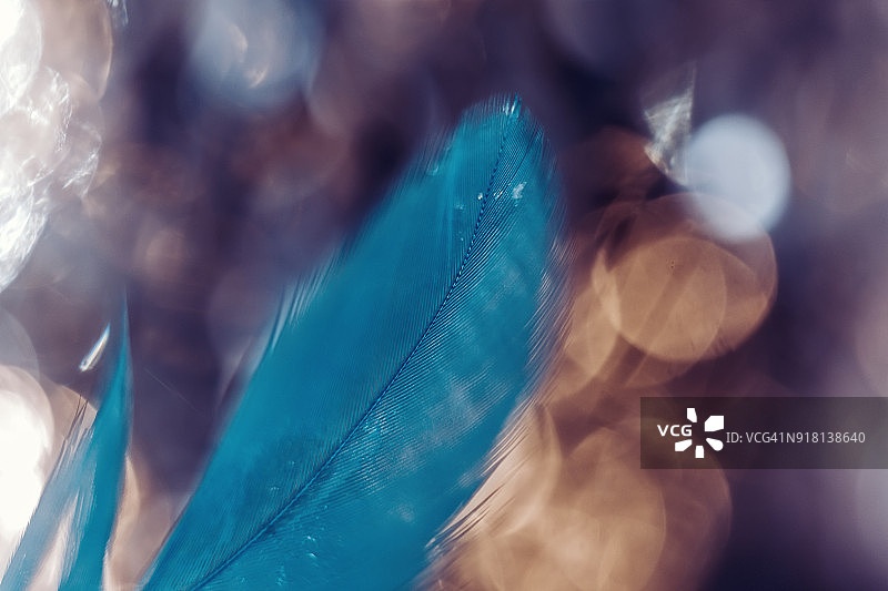微距蓝色羽毛在紫罗兰近景背景，美术，选择性聚焦。图片素材
