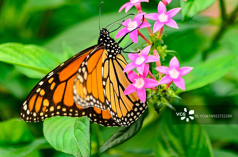 一只迁徙的帝王蝶正在吃德克萨斯州的一朵野花图片素材