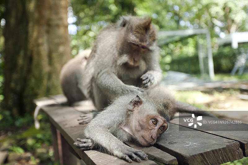 印度尼西亚，巴厘岛，圣猴森林，长尾猕猴图片素材