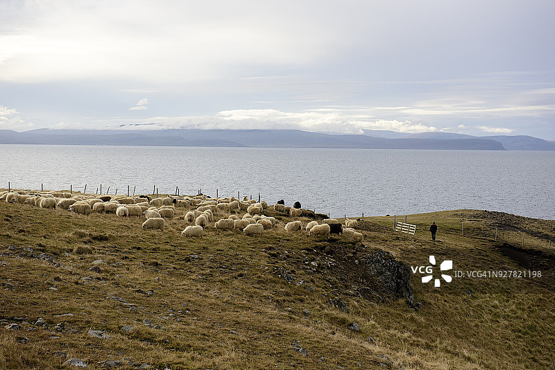 冰岛北部vatsnes的一大群羊图片素材