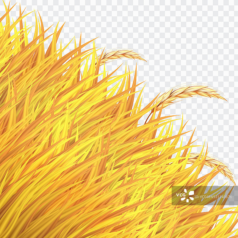 麦田或水稻上的金黄草孤立背景，矢量插图。图片素材