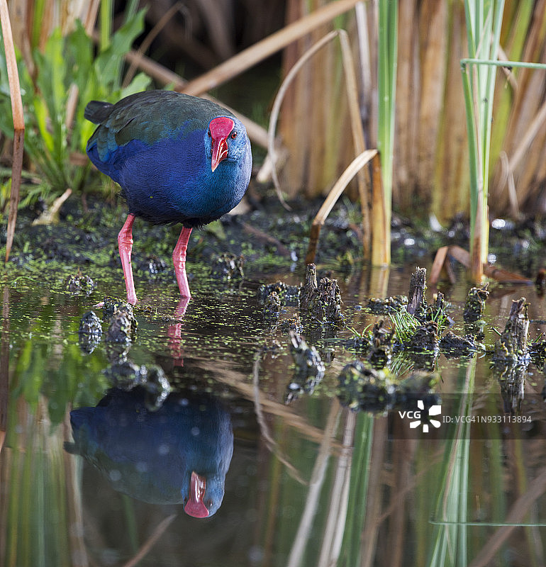 反射的非洲沼泽鸟，马达加斯加紫沼泽鸟，非洲紫沼泽鸟，紫鸡，马里维尔鸟类保护区，奈杰尔，南非。图片素材