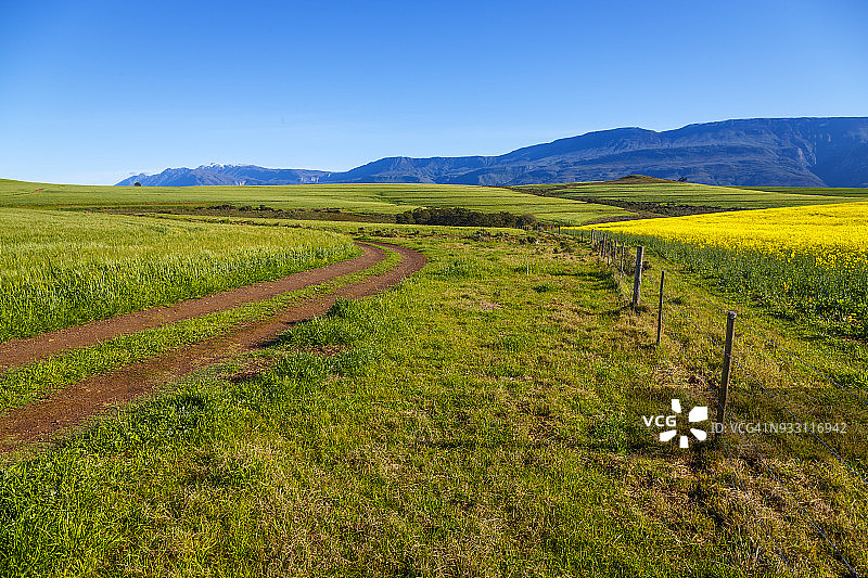 在南非西开普省斯韦伦丹的兰格贝格山脉的背景下，早春的菜籽油和小麦田，菜籽油的明黄色与小麦的翠绿色相映成色图片素材