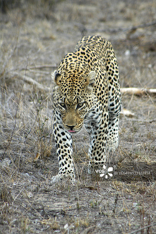 南非Londolozi野生动物保护区的豹图片素材