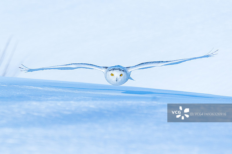 加拿大魁北克，飞近地面的雪鸮图片素材
