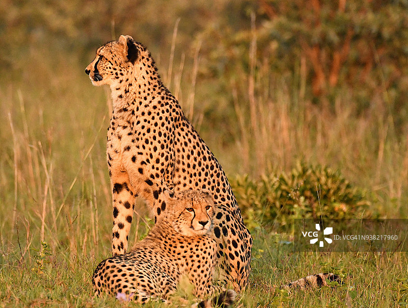非洲野生猎豹母女5图片素材