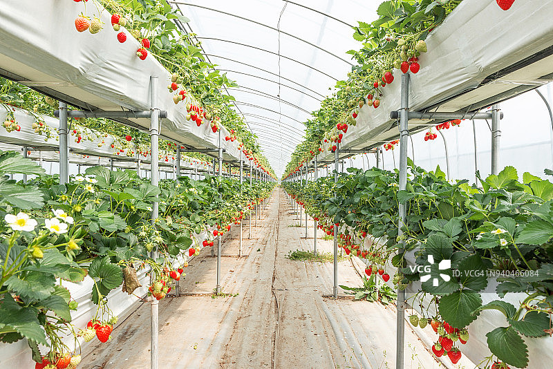 韩国有机草莓农场图片素材