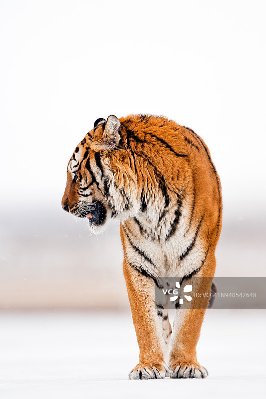 一只老虎站在雪地上图片素材