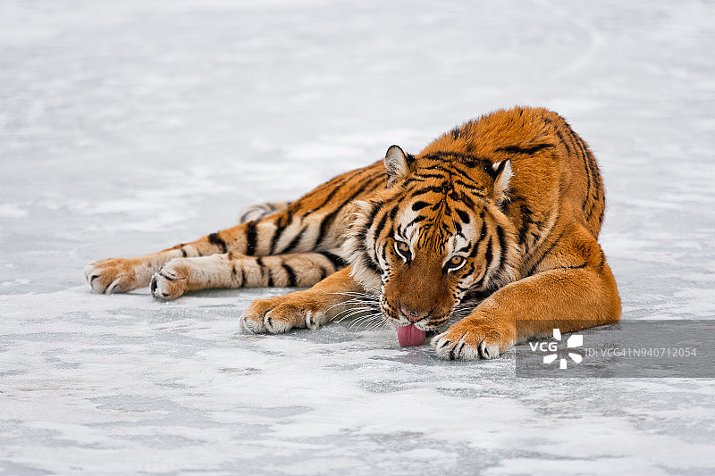 西伯利亚虎似乎渴了图片素材