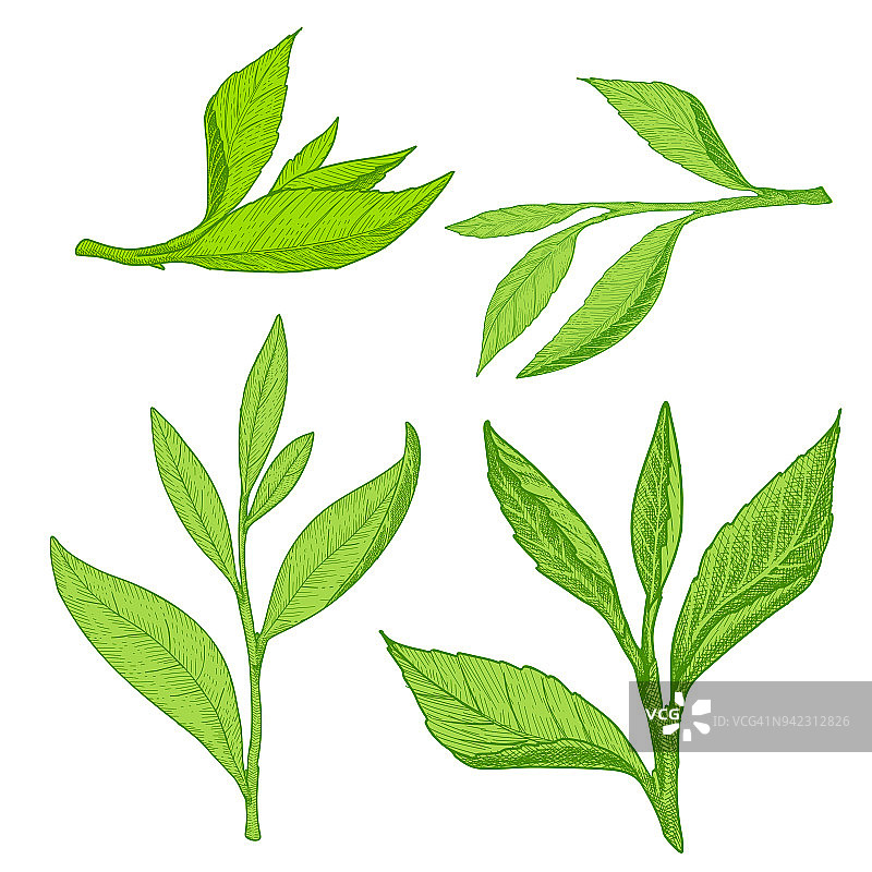 白色背景上的绿色茶叶。图片素材