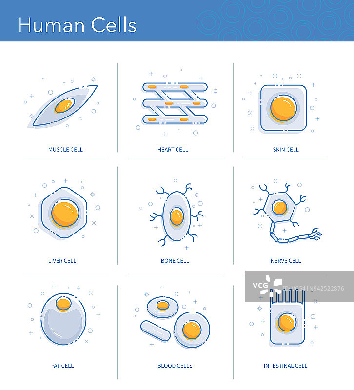人类细胞图标集图片素材