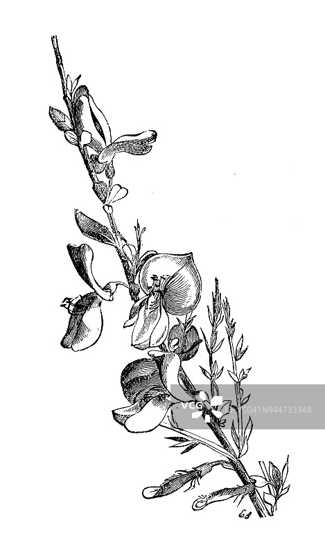植物学植物仿古雕刻插图:金雀花(金雀花)图片素材