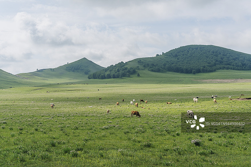 在内蒙古坝上草原上吃草的一群奶牛图片素材