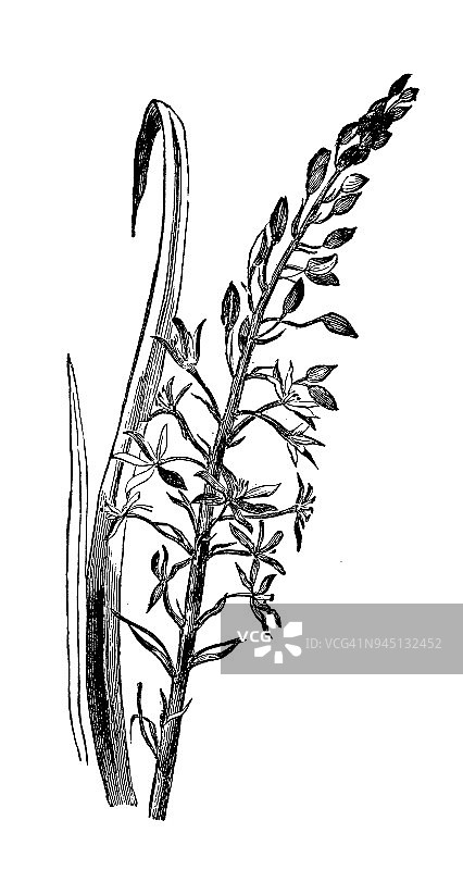 植物学植物仿古雕刻插图:庇里牛(普鲁士芦笋、野生芦笋、浴芦笋、庇里牛星)图片素材