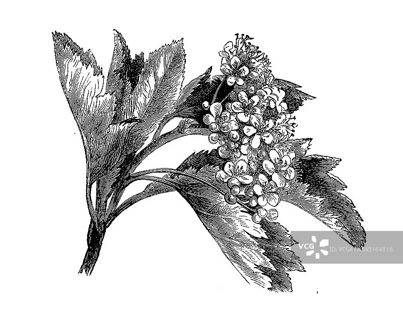 植物学植物仿古雕刻插图:花梨花(白光)图片素材