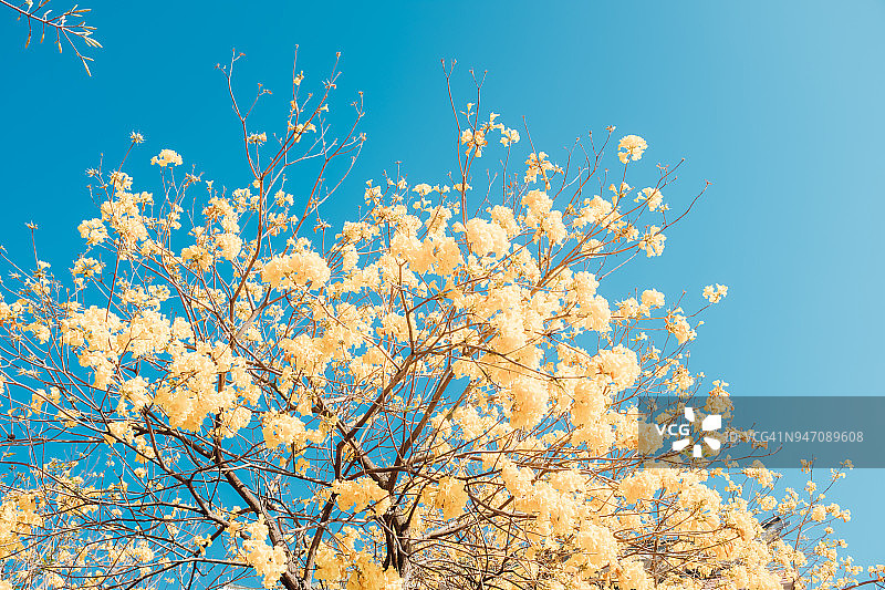 金喇叭树(tabebuia chrysantha)黄花盛开图片素材