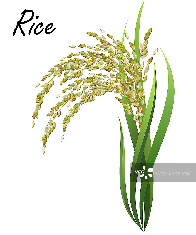 水稻植物(水稻，亚洲水稻)，现实的矢量插图。图片素材