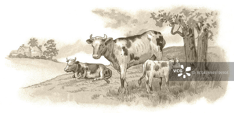 田野里的母牛和小牛(维多利亚时代的插图)图片素材