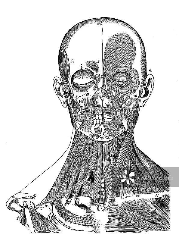 人体解剖学古董插图:头部和颈部肌肉图片素材
