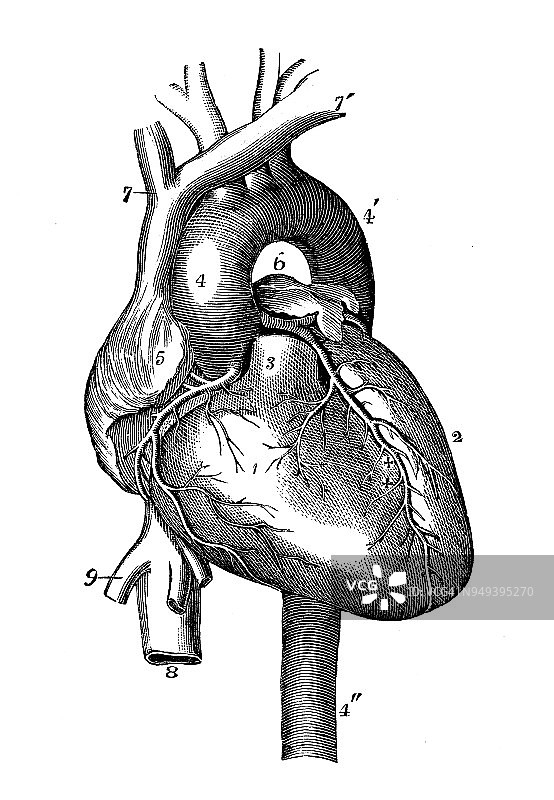 人体解剖学古董插图:心脏图片素材
