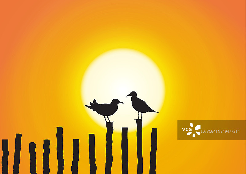 两只海鸥的剪影坐在木材上，背景是金色的夕阳图片素材