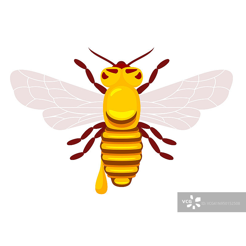 蜜蜂和蜂蜜图片素材
