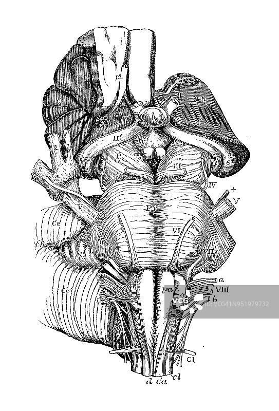 人体解剖学古董插图神经系统:瓦罗利桥，延髓，大脑脚图片素材