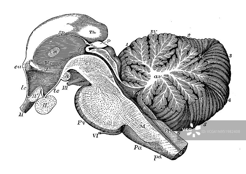 人体解剖和神经系统的古董插图:脑蒂和小脑图片素材