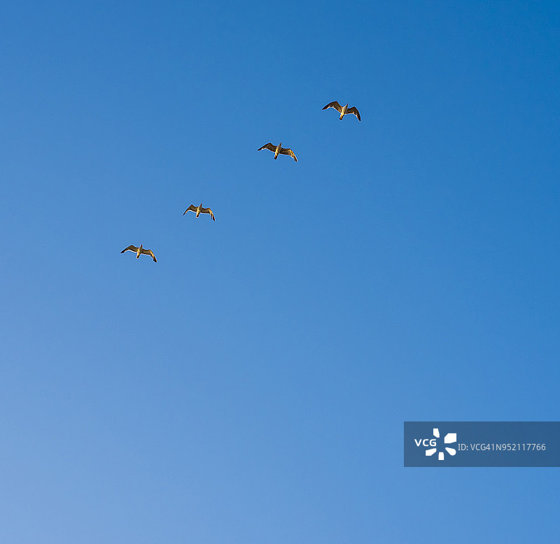四只海鸥在蓝天中飞翔图片素材