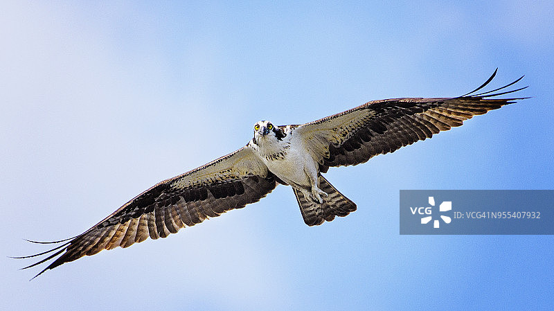 全翅展鱼鹰在贝尔蒙特湖的蓝天图片素材
