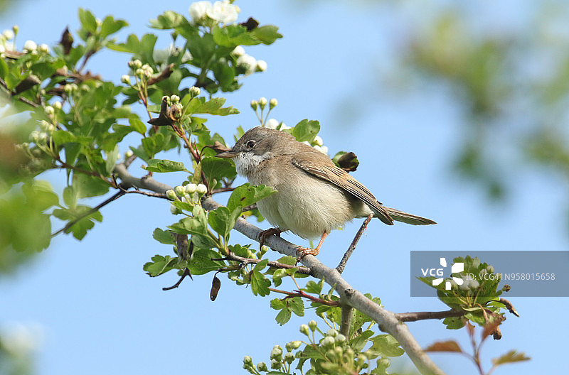春天栖息在一棵开花的山楂树(山楂)上的令人惊叹的白喉鸟(山楂)。图片素材