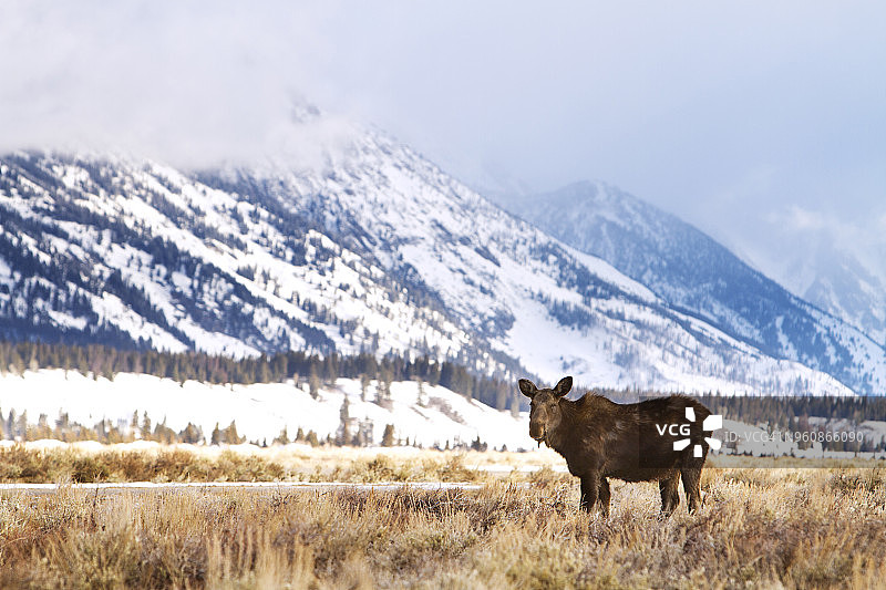 驼鹿站在田野上，背靠雪山图片素材